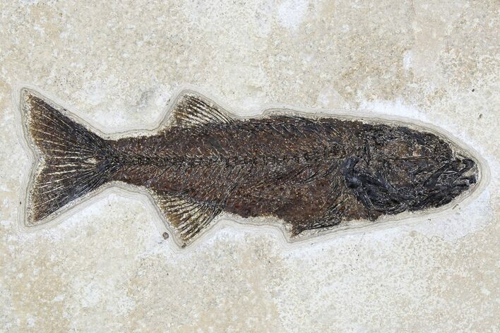 Uncommon Fish Fossil (Mioplosus) - Wyoming #179314